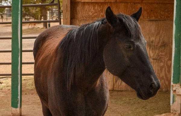 My Right Horse Adoptable Horse of the Week - Blue Jay