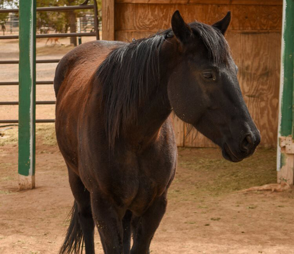 My Right Horse Adoptable Horse of the Week - Blue Jay