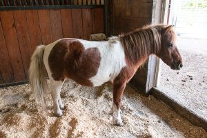 My Right Horse Adoptable Horse of the Week: Brownie — October 11, 2021