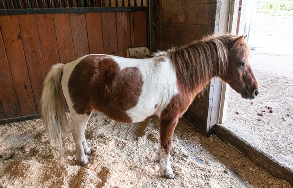 My Right Horse Adoptable Horse of the Week - Brownie