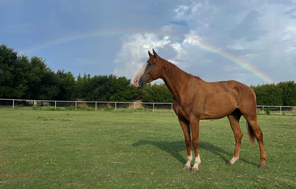 My Right Horse Adoptable Horse of the Week - Chrome