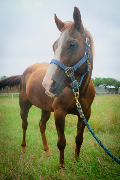 My Right Horse Adoptable Horse of the Week - Cinnamon, the pony