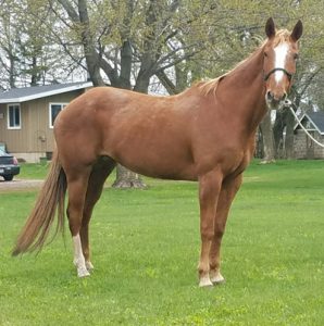 My Right Horse Adoptable Horse of the Week: Cinnamon — July 27, 2020