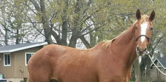 My Right Horse Adoptable Horse - Cinnamon