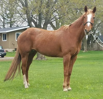 My Right Horse Adoptable Horse - Cinnamon