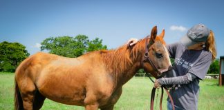 My Right Horse Adoptable Horse of the Week - Cinnamon, the pony