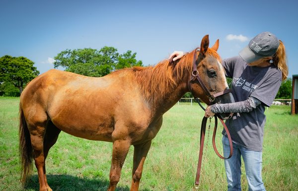 My Right Horse Adoptable Horse of the Week - Cinnamon, the pony