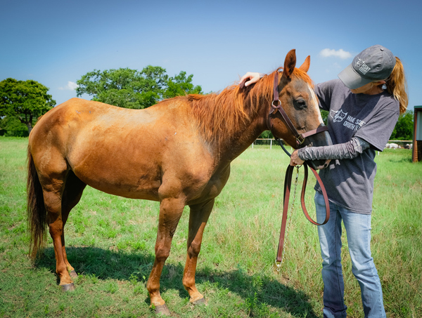 My Right Horse Adoptable Horse of the Week - Cinnamon, the pony