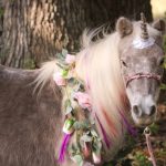 My Right Horse Adoptable Horse of the Week - Cookie