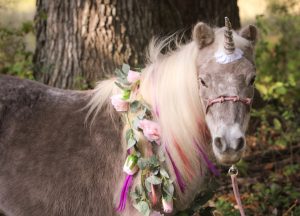 My Right Horse Adoptable Horse of the Week: Cookie — January 17, 2022