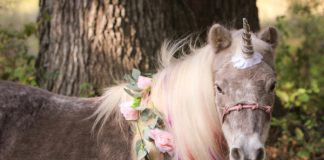 My Right Horse Adoptable Horse of the Week - Cookie