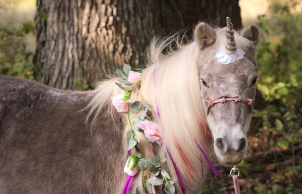 My Right Horse Adoptable Horse of the Week - Cookie