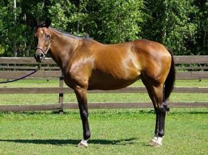 My Right Horse Adoptable Horse of the Week: Cool Belle — September 14, 2020