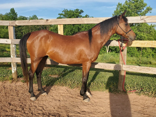 My Right Horse Adoptable Horse of the Week - Cupcake