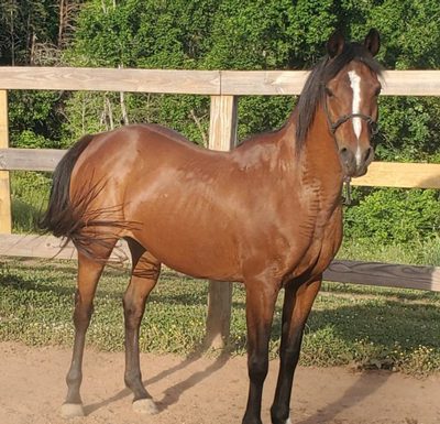 My Right Horse Adoptable Horse of the Week - Cupcake