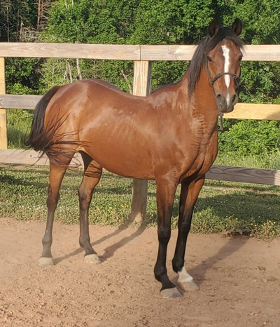 My Right Horse Adoptable Horse of the Week - Cupcake