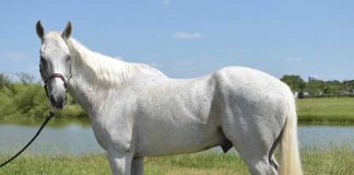 Adoptable Horse of the Week - Dakota