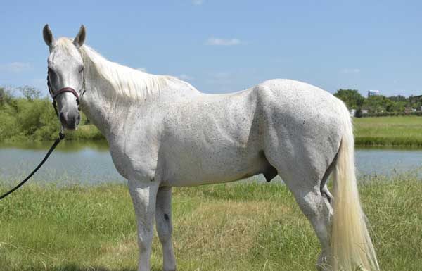 Adoptable Horse of the Week - Dakota