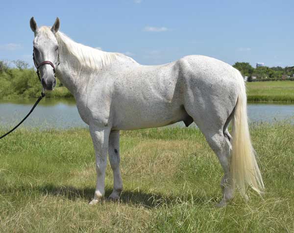 Adoptable Horse of the Week - Dakota
