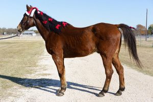My Right Horse Adoptable Horse of the Week: Denny — December 13, 2021