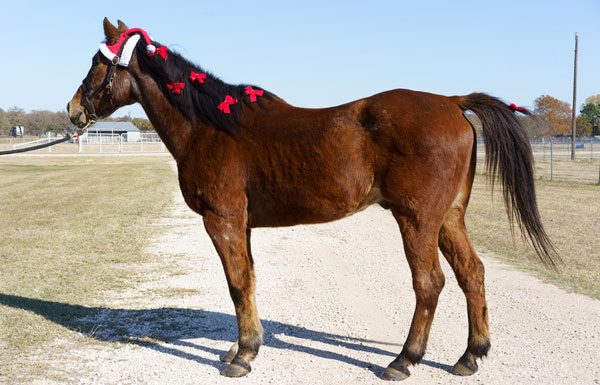 My Right Horse Adoptable Horse of the Week - Denny