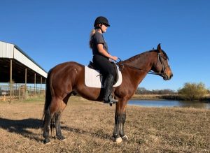 My Right Horse Adoptable Horse of the Week: Domingo — January 18, 2021