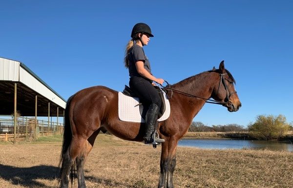 My Right Horse Adoptable Horse of the Week - Domingo