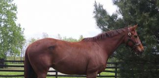 Adoptable Horse of the Week - Ellis Offspring