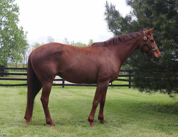 Adoptable Horse of the Week - Ellis Offspring