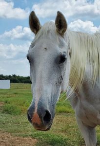 My Right Horse Adoptable Horse of the Week: Fantasy — September 6, 2021