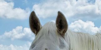 My Right Horse Adoptable Horse of the Week - Fantasy