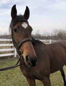 My Right Horse Adoptable Horse of the Week: First Shot — February 8, 2021