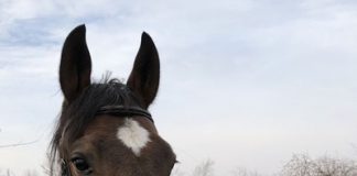 My Right Horse Adoptable Horse of the Week - First Shot