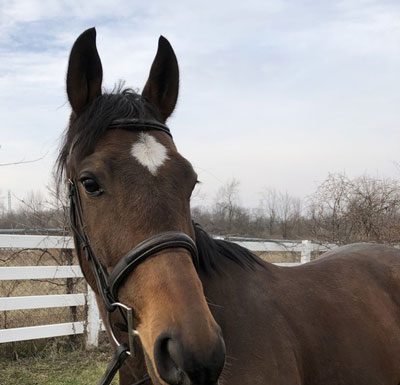 My Right Horse Adoptable Horse of the Week - First Shot