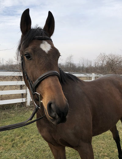 My Right Horse Adoptable Horse of the Week - First Shot