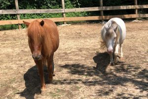 My Right Horse Adoptable Horse of the Week: Frankie and Stella — August 24, 2021