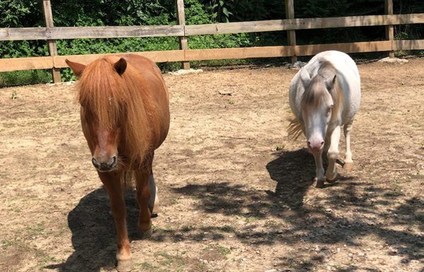 Adoptable Horse of the Week - Frankie and Stella