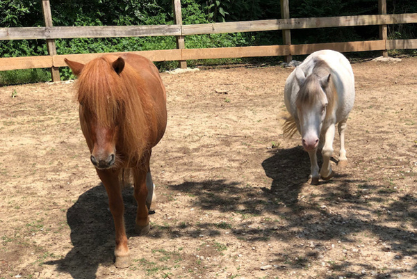 Adoptable Horse of the Week - Frankie and Stella