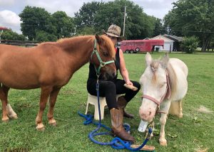 Adoptable Horse of the Week - Frankie and Stella