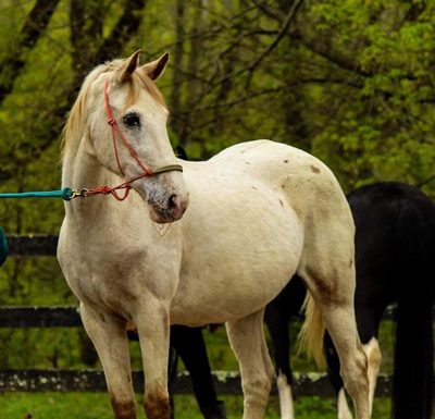 My Right Horse Adoptable Horse of the Week - Frieda