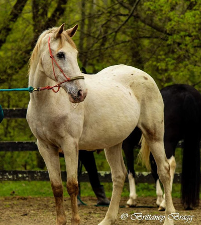 My Right Horse Adoptable Horse of the Week - Frieda