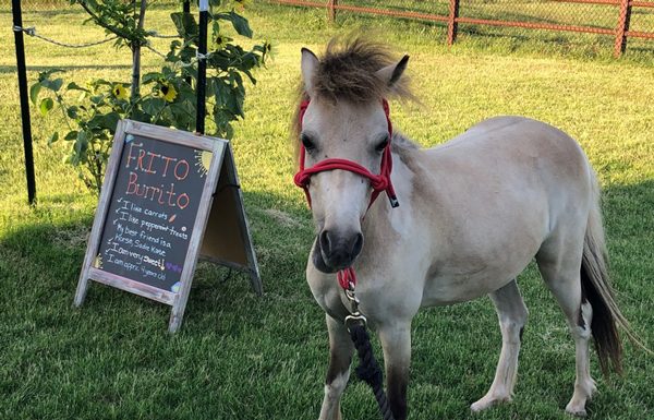 My Right Horse Adoptable Horse of the Week - Frito
