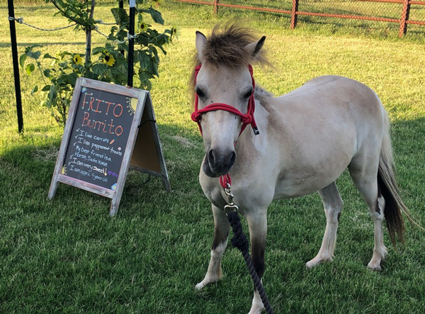 My Right Horse Adoptable Horse of the Week - Frito