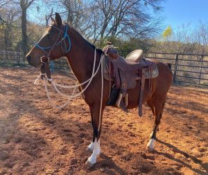 My Right Horse Adoptable Horse of the Week: Fuego — December 14, 2020