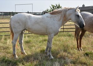 My Right Horse Adoptable Horse of the Week: Geneve — July 12, 2021