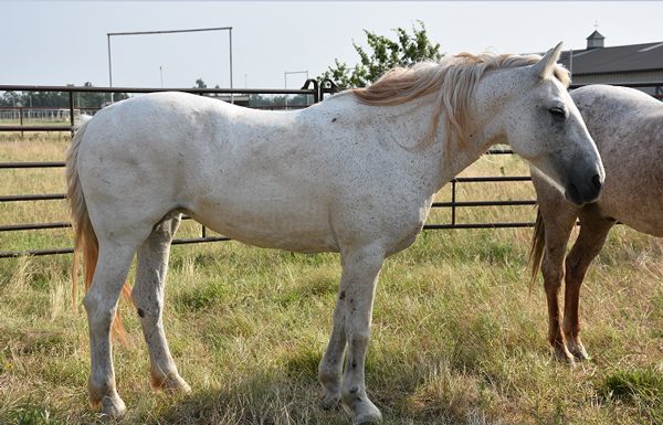 My Right Horse Adoptable Horse of the Week - Geneve