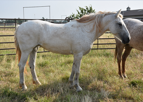 My Right Horse Adoptable Horse of the Week - Geneve