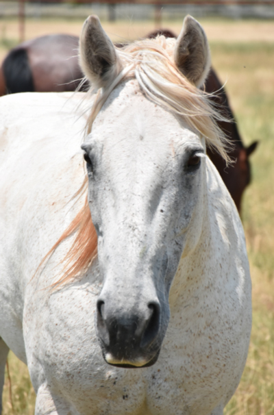 My Right Horse Adoptable Horse of the Week - Geneve