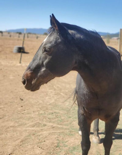 My Right Horse Adoptable Horse of the Week - Ginger