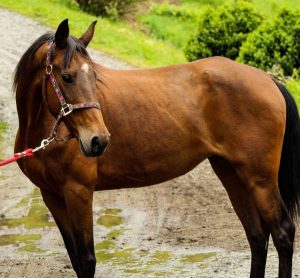 My Right Horse Adoptable Horse of the Week: Greta — February 15, 2021